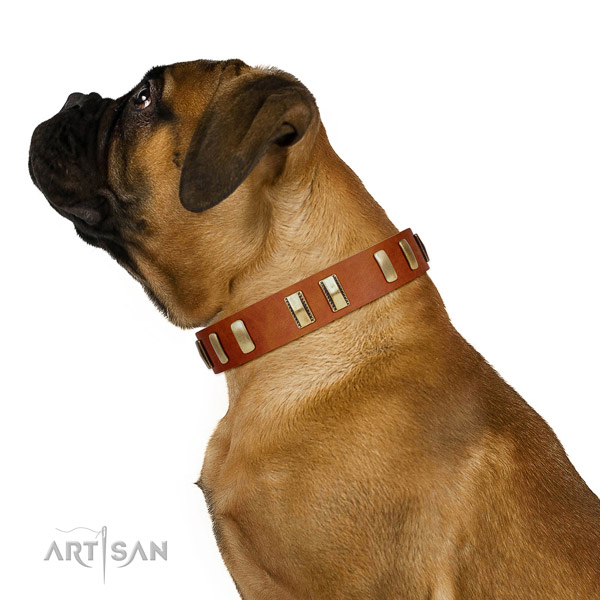 Bullmastiff comfy wearing dog collar of awesome quality
natural leather