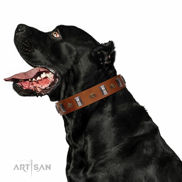 Extraordinary walking tan leather Cane Corso collar with
chic decorations