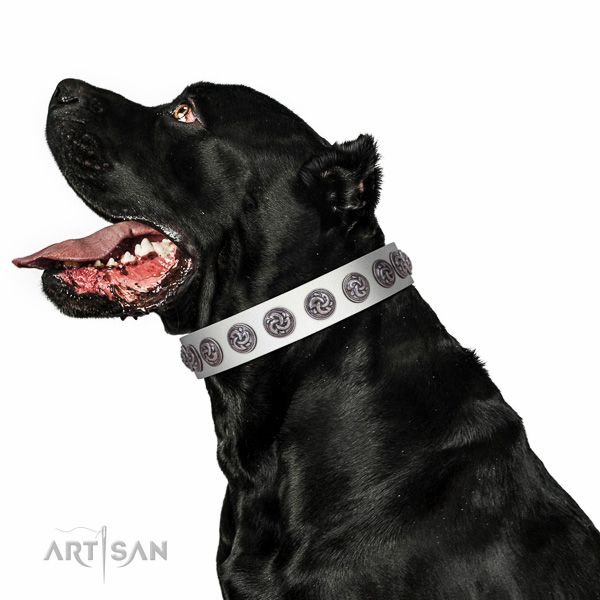 Walking top-notch quality walking leather Cane Corso
collar