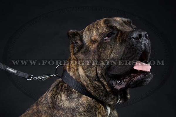 Cane Corso Collar Nylon Classic All Weather Dog Supply