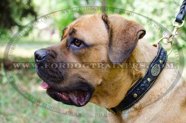 Cane Corso Collar Braided Strap