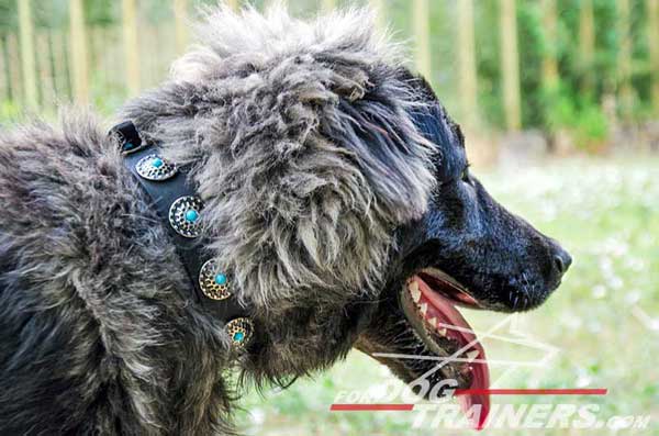 Adjustable Leather Caucasian Shepherd Collar