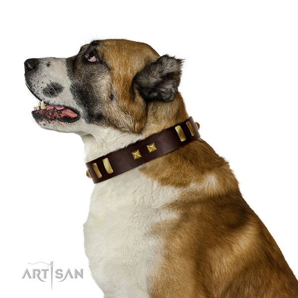 Gentle to Touch Brown Genuine Leather Collar for Central
Asian Shepherd's Comfort