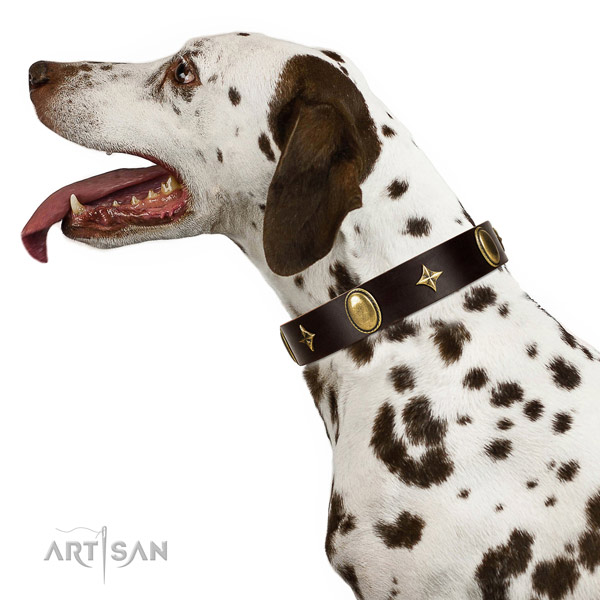 Daily walking Dalmatian collar of exceptional quality
genuine leather