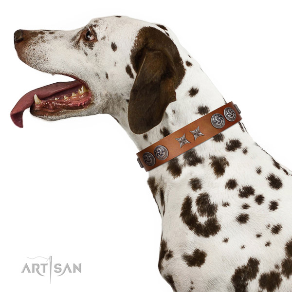 Walking top-notch quality walking leather Dalmatian
collar