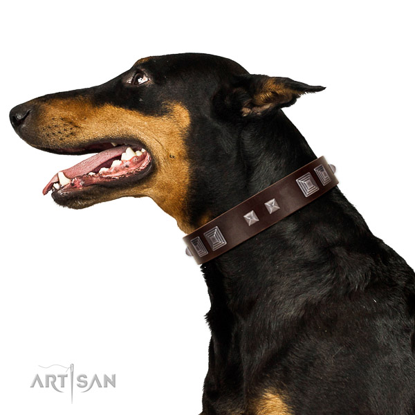 Extraordinary walking brown leather Doberman collar of
premium quality