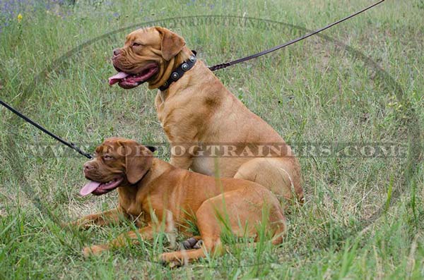 Leather Dogue De Bordeaux Collar