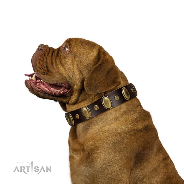 Comfortable Wearing Dogue de Bordeaux Collar of Awesome Quality Leather