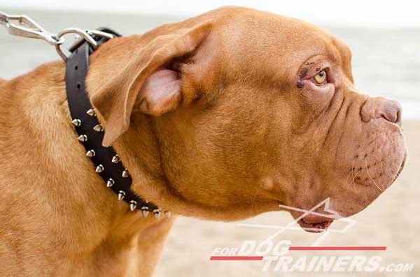 Designer Leather Dogue de Bordeaux Collar