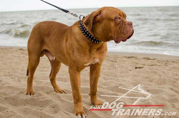 Designer Nylon Dogue de Bordeaux Collar