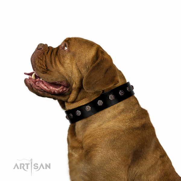 Elegant walking black leather Dogue de Bordeaux collar with
fashionable studs