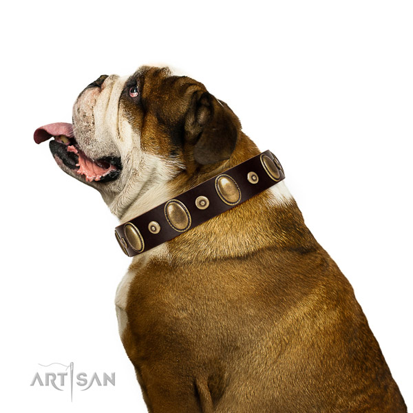 Natural Leather English Bulldog Collar with Incredible
Adornments