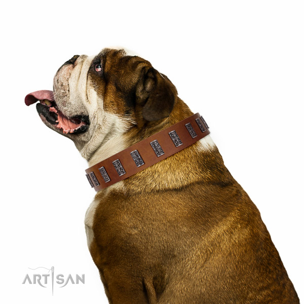 Walking top-notch quality walking leather English Bulldog
collar