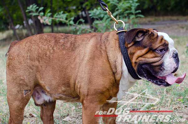 Choke English Bulldog Collar Everyday Walking