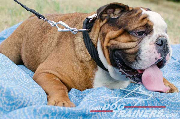 Nylon English Bulldog Collar Solid Nickel Plated Buckle