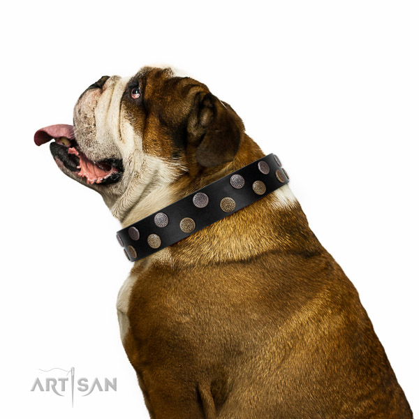 Extraordinary walking black leather English Bulldog
collar with chic decorations