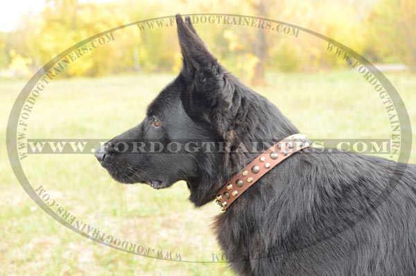 Leather German Shepherd Collar with studs 