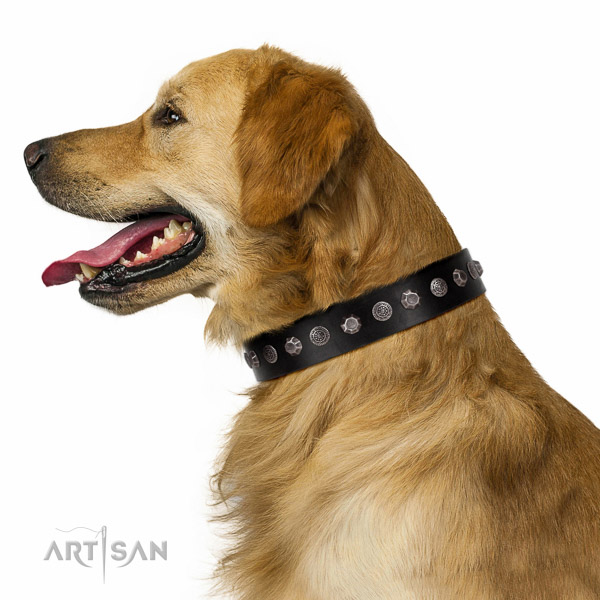 Extraordinary walking black leather Golden Retriever collar with
chic decorations