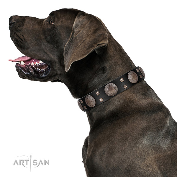 Extraordinary walking leather Great Dane
collar