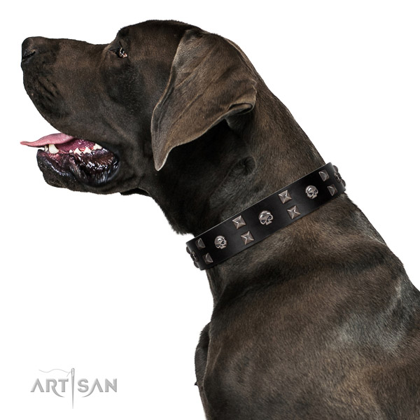 Walking leather Great Dane
collar