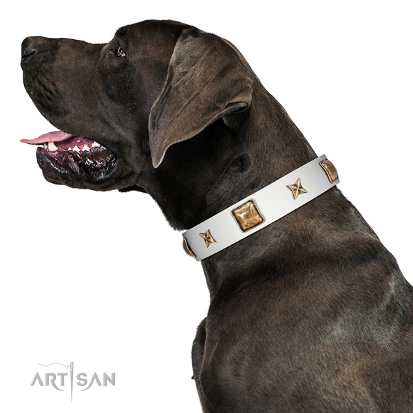 Wonderful Artisan leather Great Dane collar for better
control