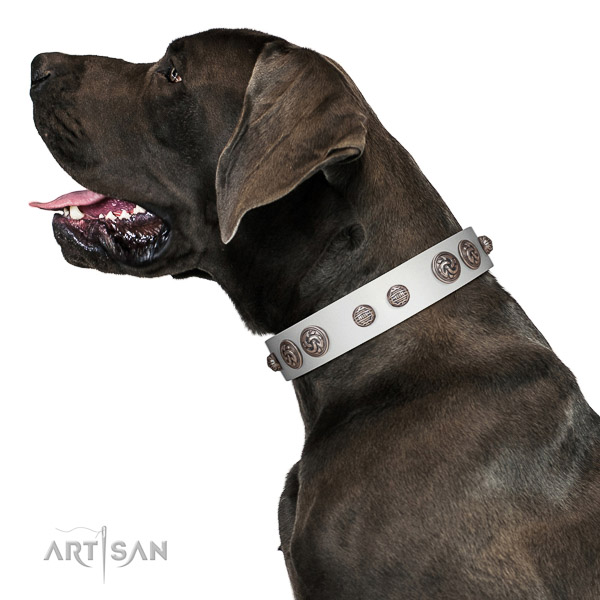 Walking top-notch quality walking leather Great Dane
collar