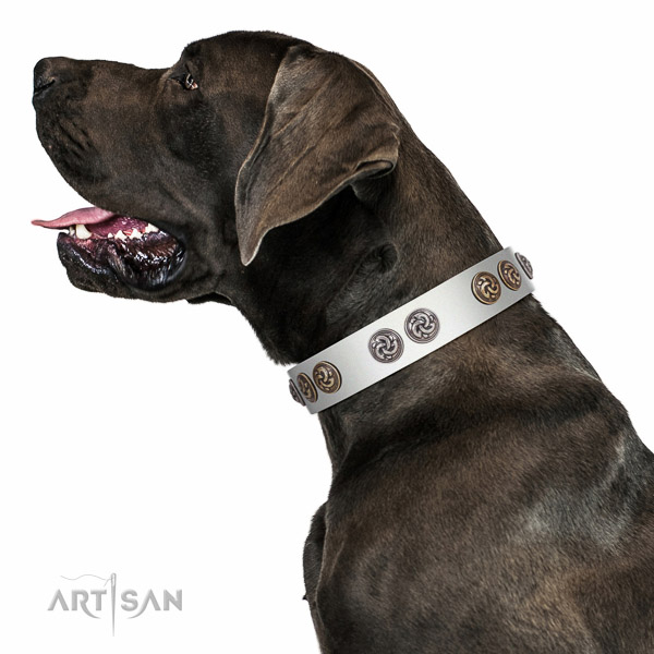 Leather Great Dane collar with rust resistant adornments
for daily use