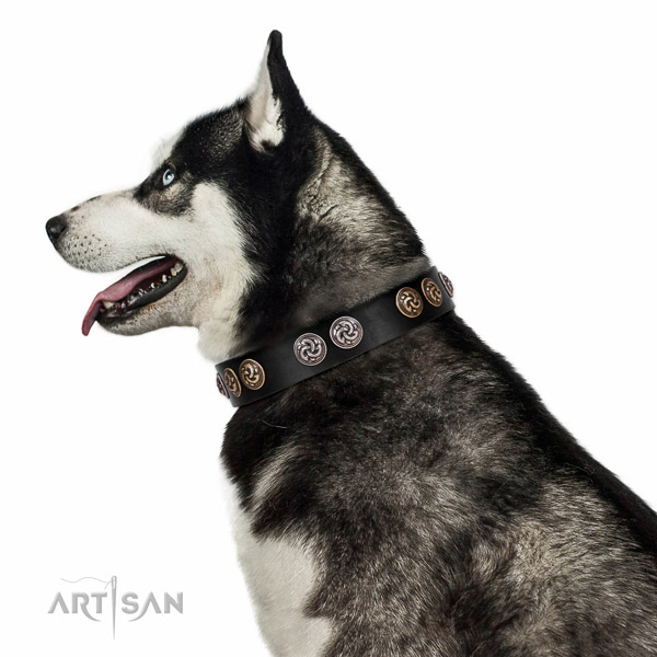 Walking top-notch quality walking leather Husky
collar