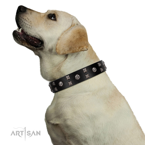 Delux walking black leather Labrador collar with
modern decorations