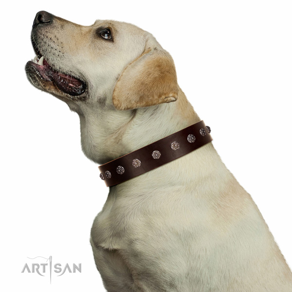 Extraordinary walking brown leather Labrador collar with
chic decorations