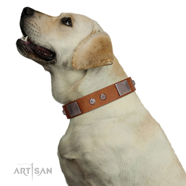 Extraordinary walking tan leather Labrador collar with
chic decorations