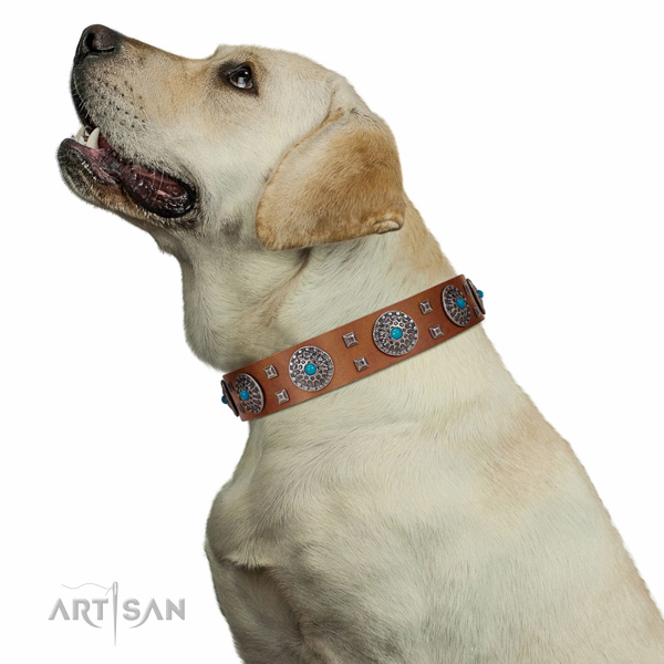 Top-notch fancy walking leather Labrador
collar