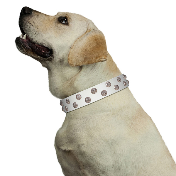 Walking top-notch quality walking leather Labrador
collar