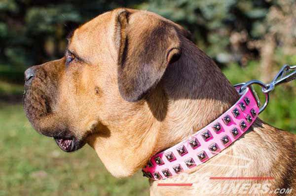 Leather Dog Collar with Studs