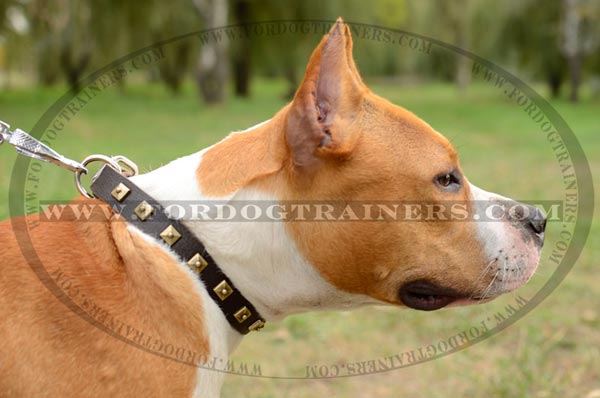 Amstaff wearing Leather Dog Collar