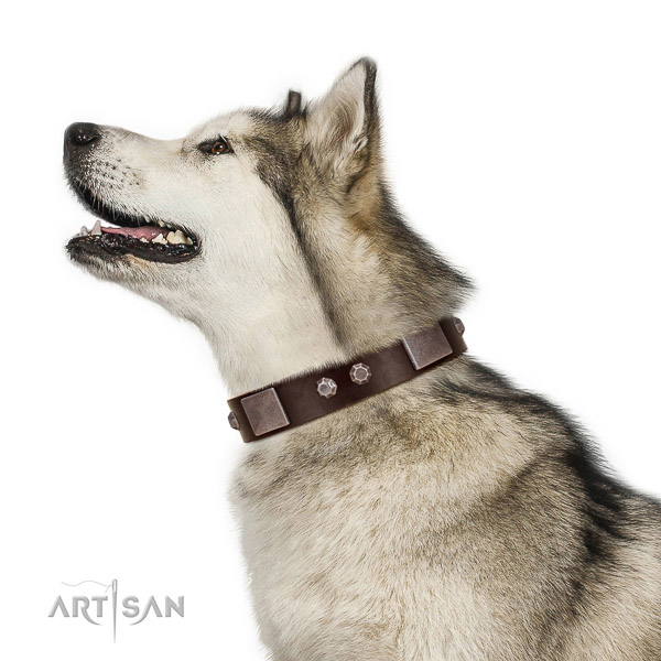 Extraordinary walking brown leather Malamute collar with
chic decorations