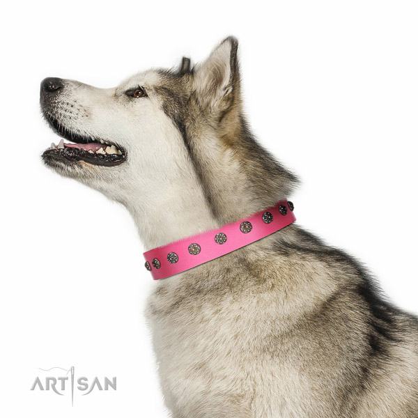 Walking top-notch quality walking leather Malamute
collar