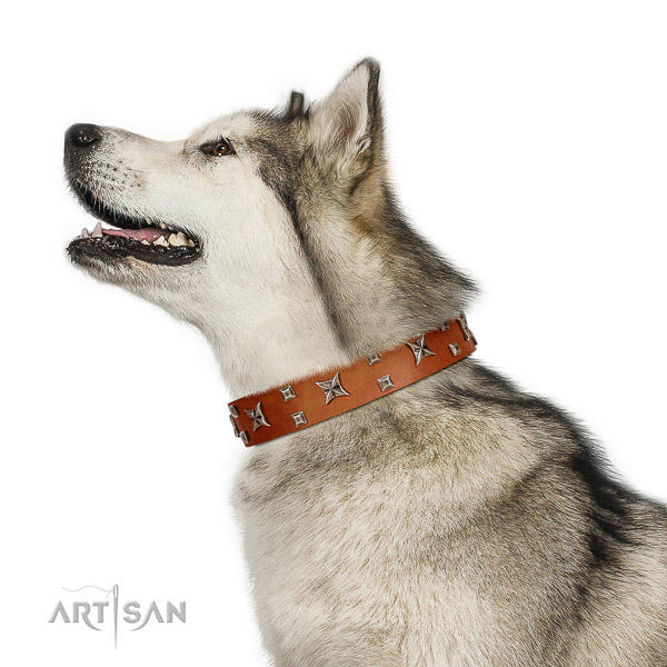 Safe leather Malamute collar without harmful elements