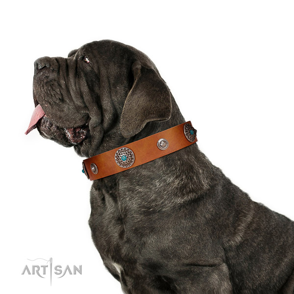 Extraordinary walking tan leather Mastino Neapolitano
collar with
chic blue stones