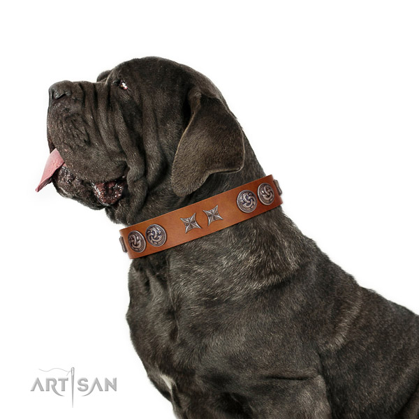 Extraordinary walking tan leather Mastino Neapolitano
collar with
chic decorations