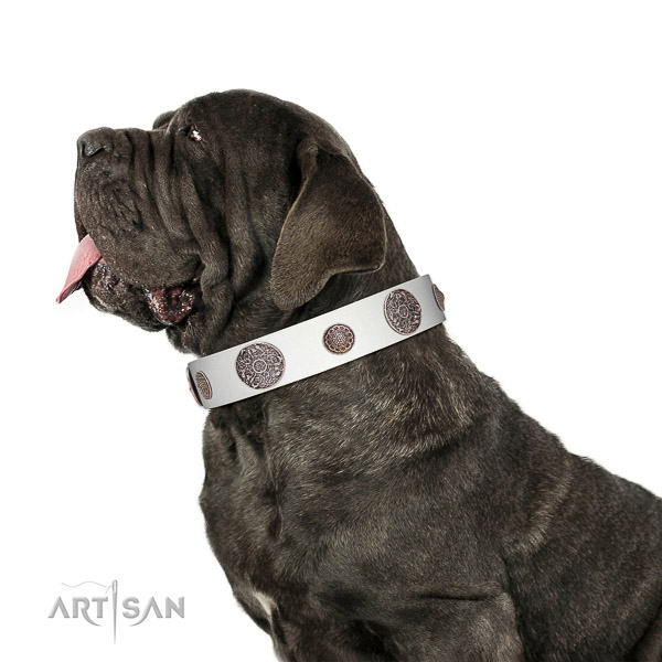 Extraordinary walking white leather Mastino Neapolitano
collar with chic decorations