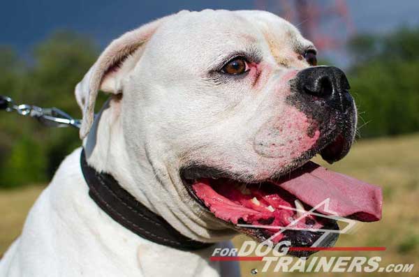 Padded Leather American Bulldog Collar