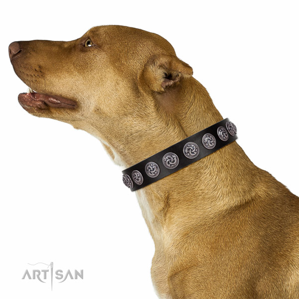 Walking top-notch quality walking leather Pitbull
collar