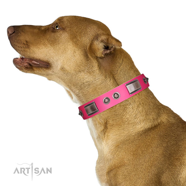 Comfortable leather Pitbull collar of premium quality