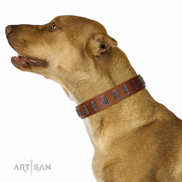 Extraordinary walking tan leather Pitbull collar with
chic decorations