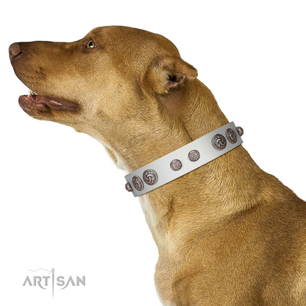 Extraordinary walking white leather Pitbull collar with
chic decorations