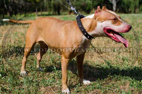 Designer Leather Pitbull Collar 