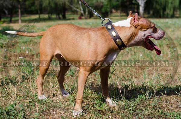 Walking Pitbull Collar Leather Decorated for Dog Style