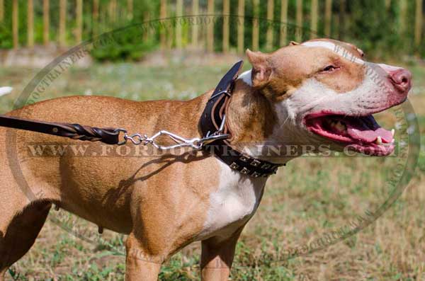 Walking Pitbull Collar