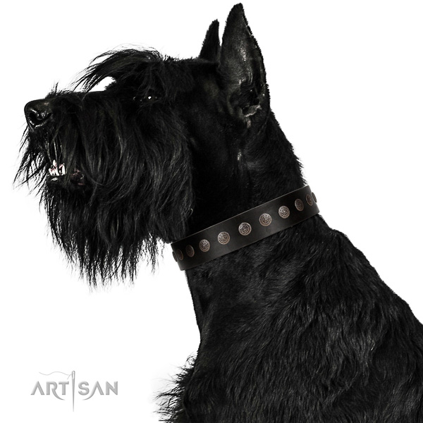 Walking top-notch quality walking leather Riesenschnauzer
collar